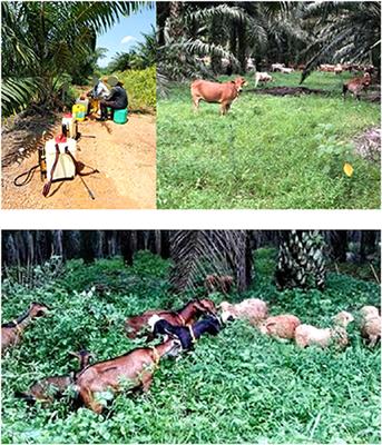 Time to Revisit Oil Palm-Livestock Integration in the Wake of United Nations Sustainable Development Goals (SDGs)